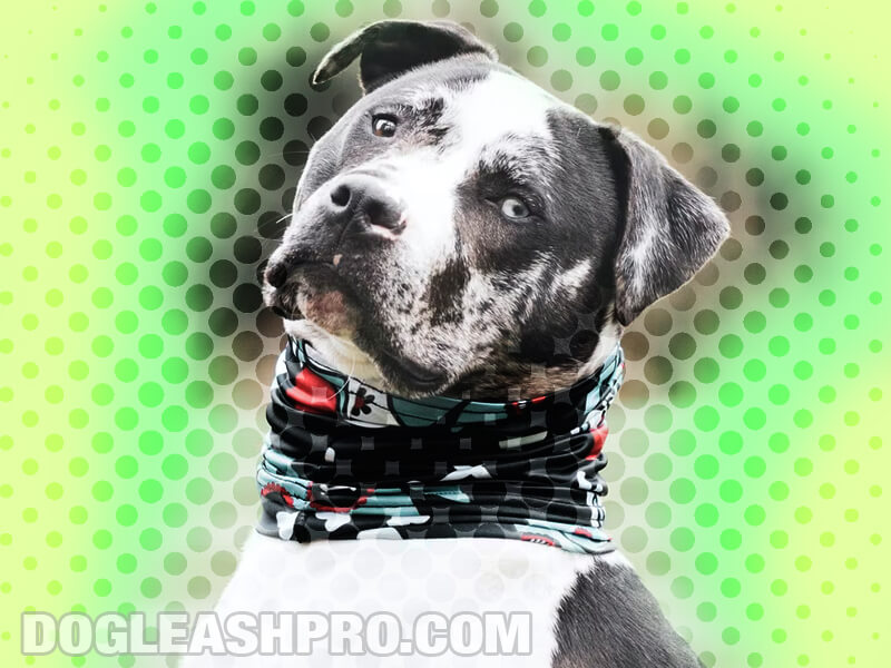 are catahoula leopard dogs deaf