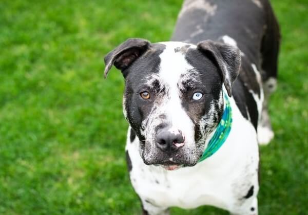 what is a catahoula dog mixed with