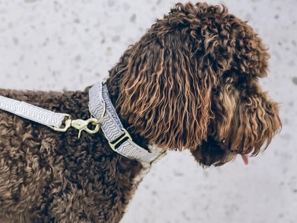 Chocolate F1b mini Goldendoodle