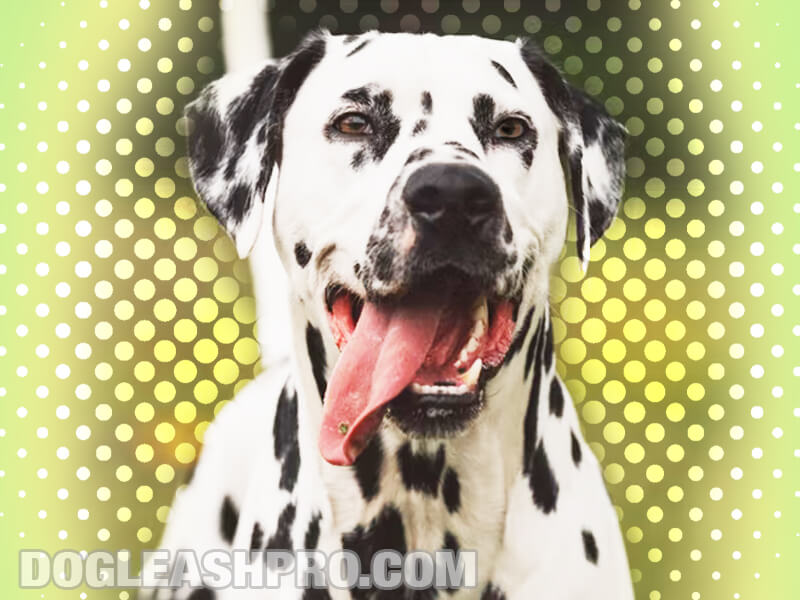 Dalmatian Pitbull Mix