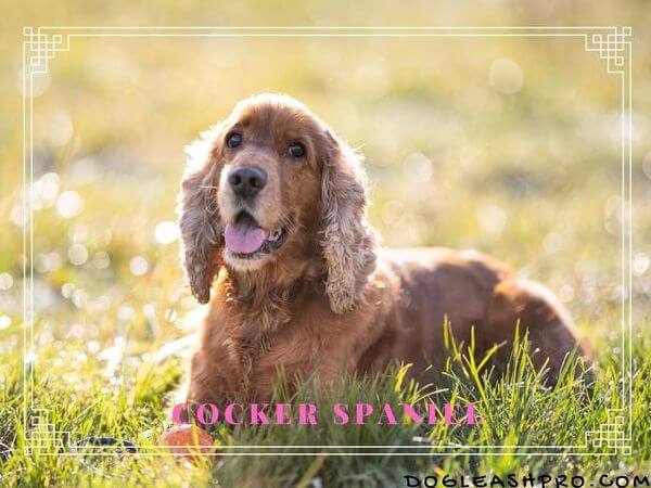 american cocker spaniel shedding a lot