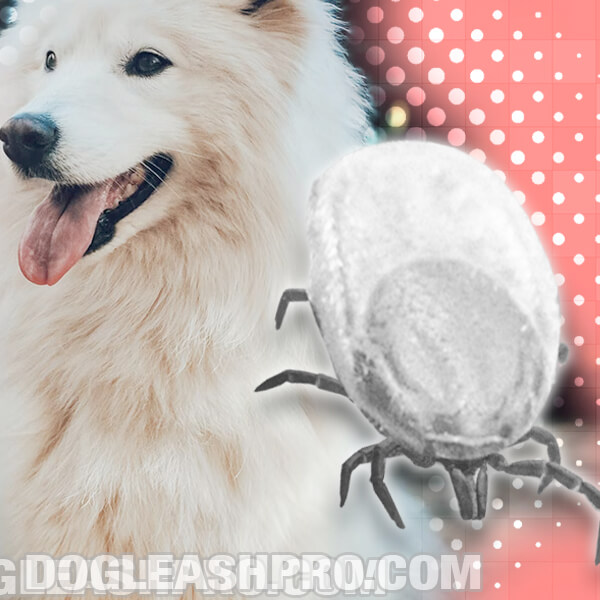 Engorged Tick Fell Off Dog: Here’s What To Do! - Dog Leash Pro