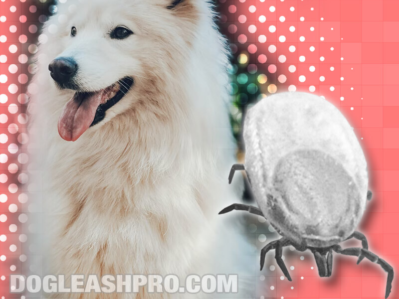 Engorged Tick Fell Off Dog: Here’s What To Do! - Dog Leash Pro