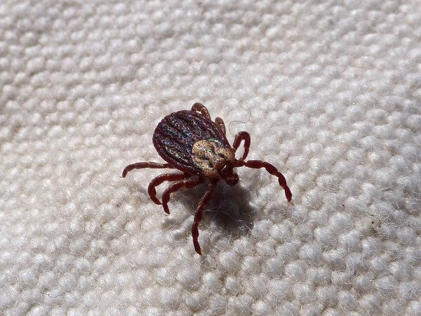 what to do when tick falls off dog