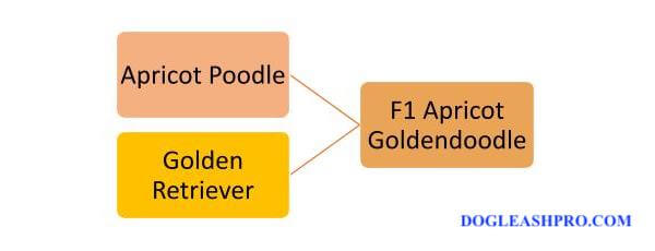Parents of first-generation Goldendoodles