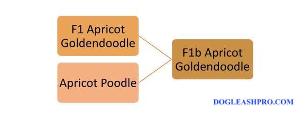 Parents of F1b Apricot Goldendoodle
