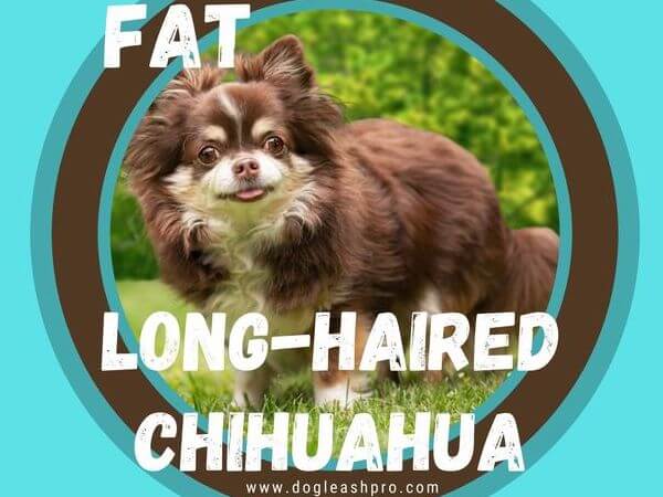 is my chihuahua overweight