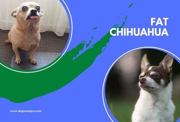 Fat Tan Chihuahua 