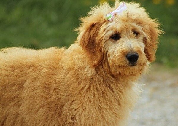 Goldendoodle Straight Hair