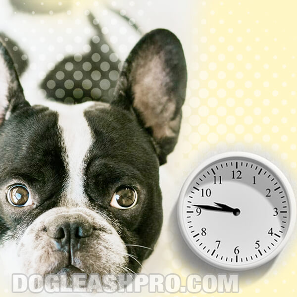 French Bulldog Lifespan: How Long Do Frenchies Live?