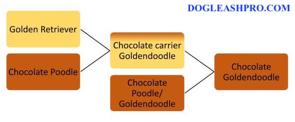 Chocolate Goldendoodle parents