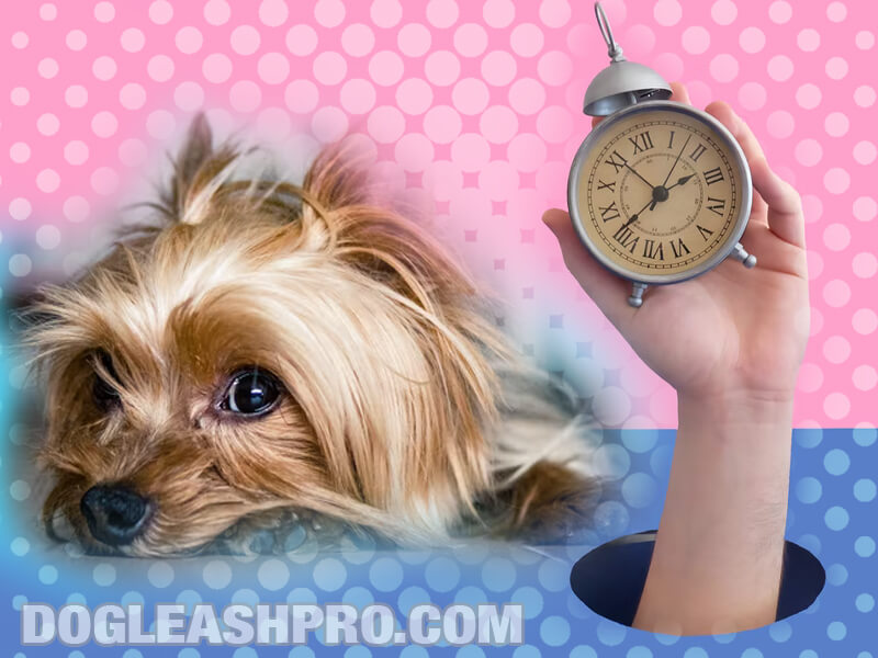 How Long Do Yorkies Live