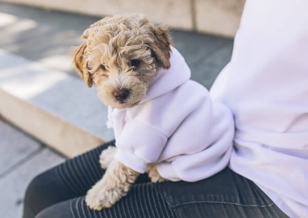 Teacup Goldendoodle breeders near me