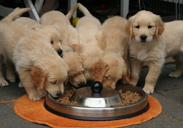 How long after eating do puppies poop