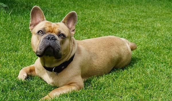 what is the lifespan of a frenchton dog