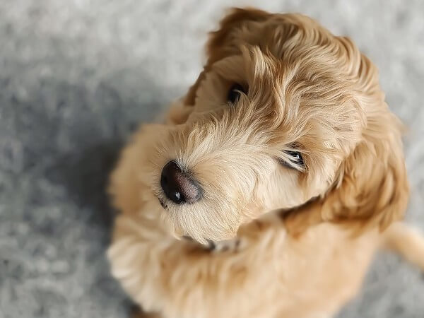 Mini Goldendoodle with Straight Hair