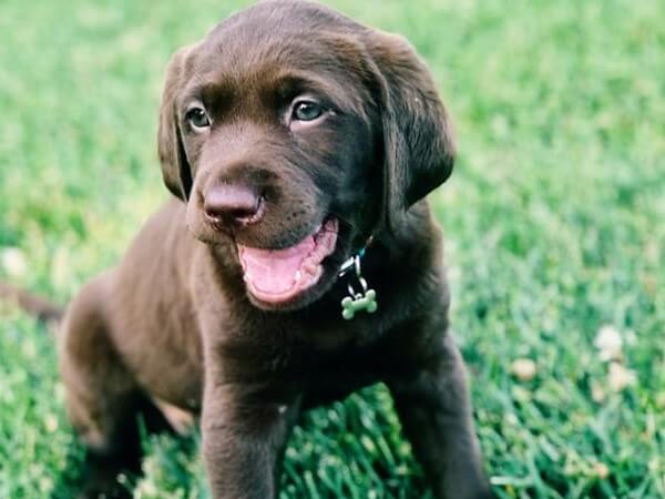 4 month old puppy peeing a lot