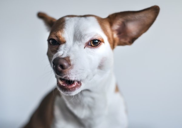 Losing Fur Around Eyes Dog