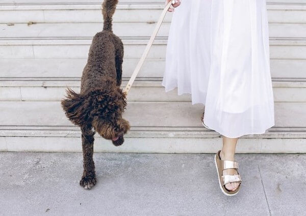 Chocolate Goldendoodle breeder