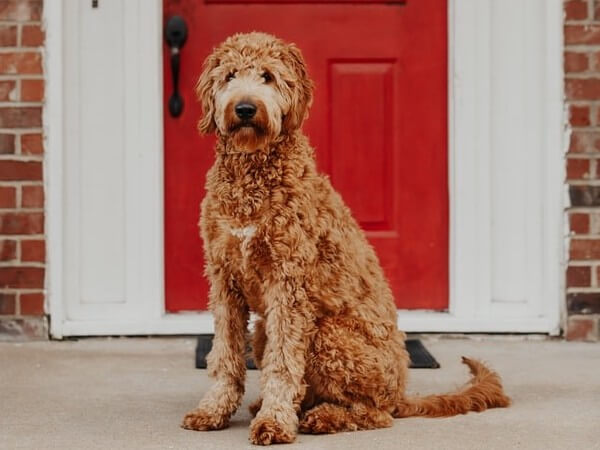 Red curly mini Goldendoodle