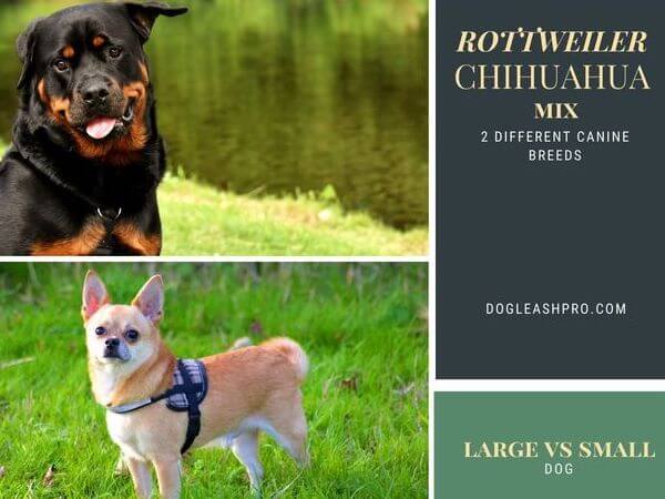 Rottweiler Chihuahua