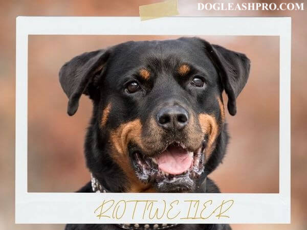 Rottweiler and Chihuahua Mix