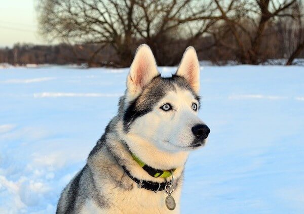 Yorkie Husky