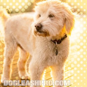 Straight Hair Goldendoodle