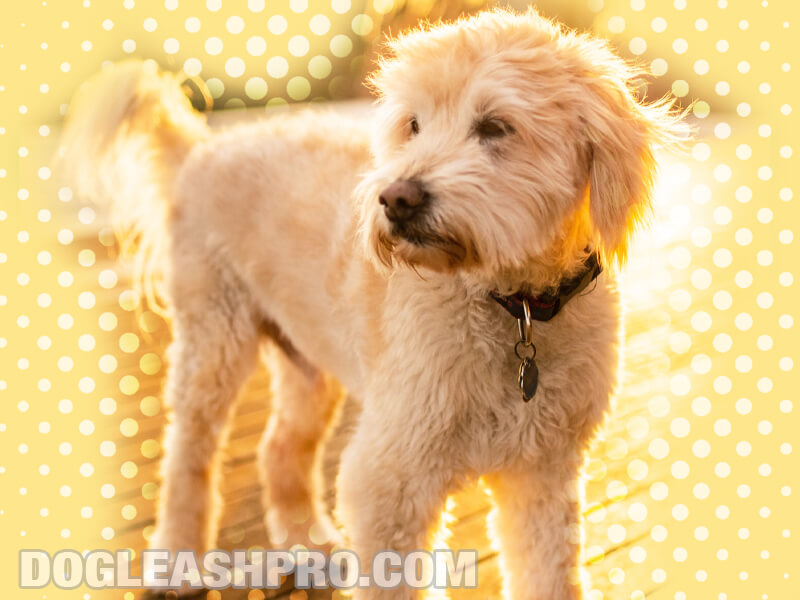 Straight Hair Goldendoodle: Complete Guide - Dog Leash Pro