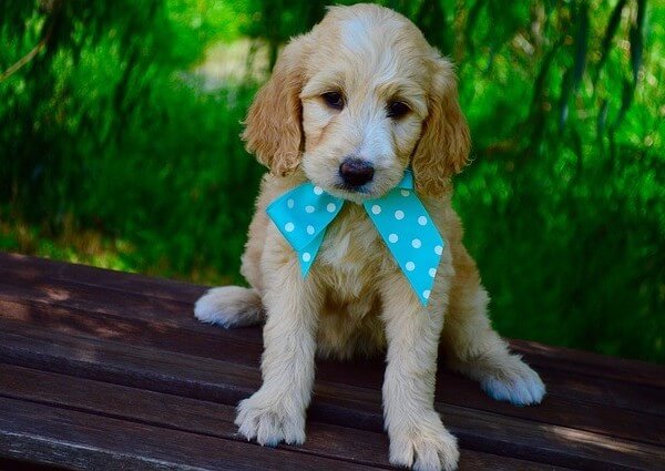 Can a Goldendoodle look like a golden retriever