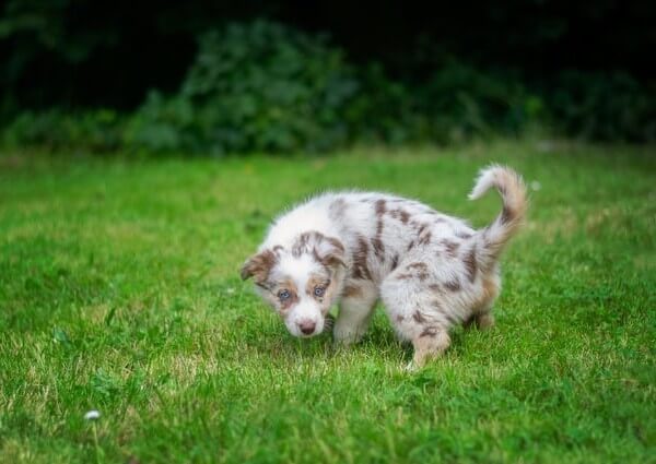 why is my puppies pee green