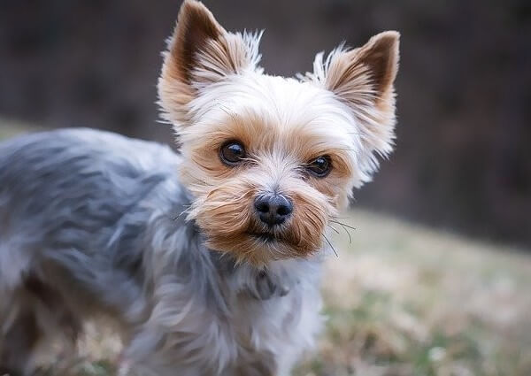 Yorkie and Husky Mix