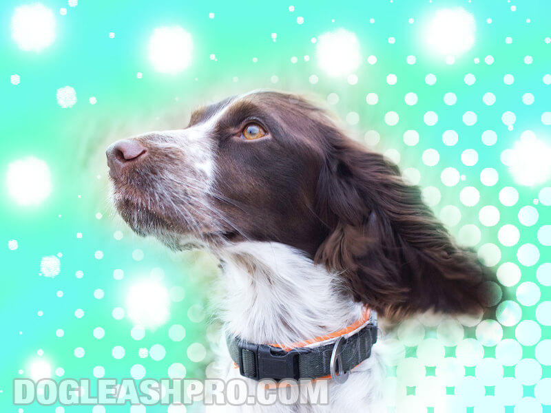 are pont audemer spaniels intelligent dogs