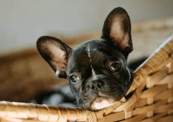 French Bulldog expected Lifespan