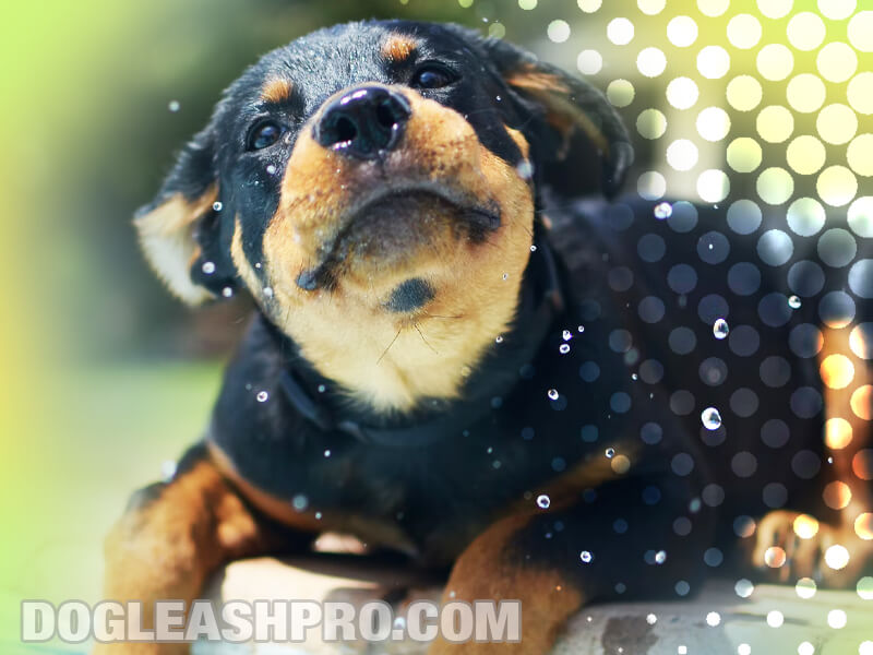 Rottweiler Chihuahua Mix: Complete Guide - Dog Leash Pro