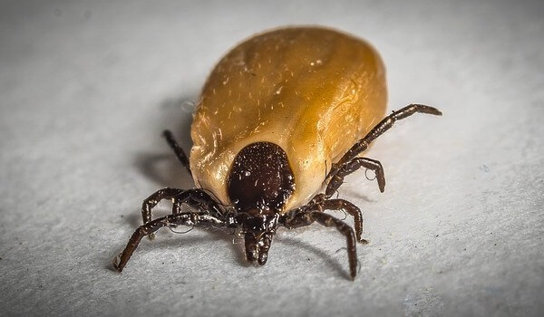 Do Ticks die when they fall off