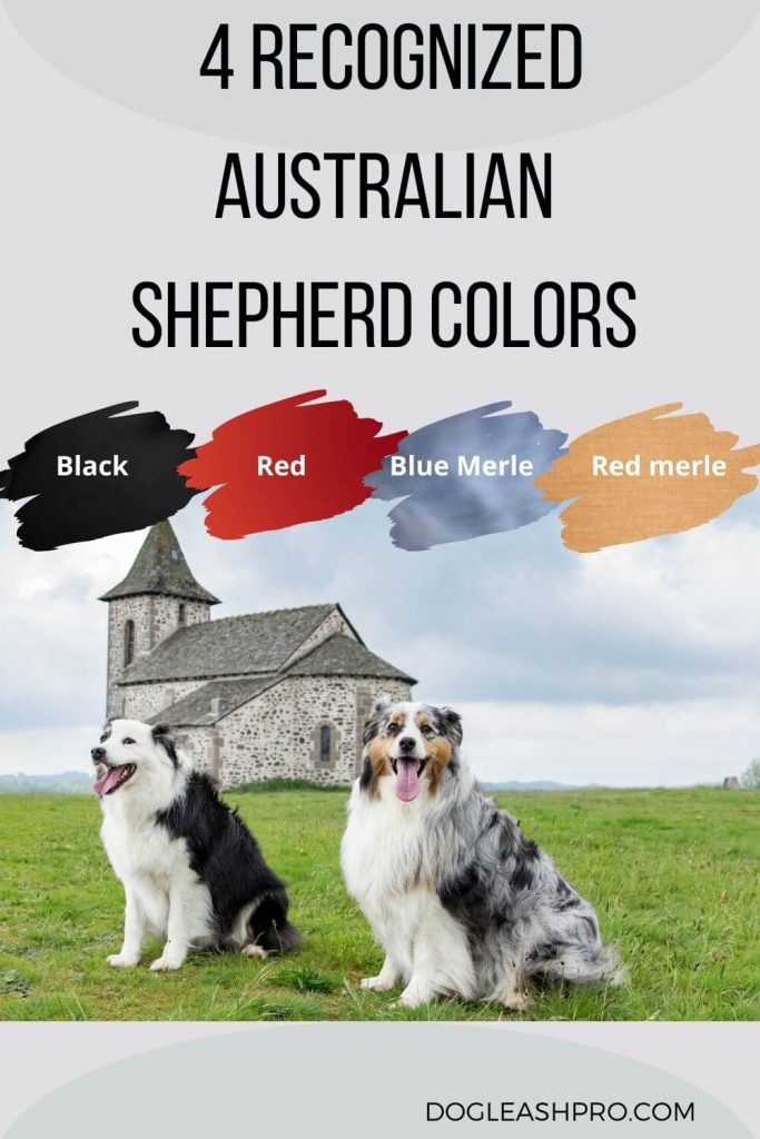 Blue Heeler vs Australian Shepherd