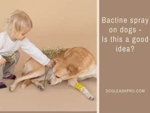 Can You Use Bactine On Dogs? - Dog Leash Pro