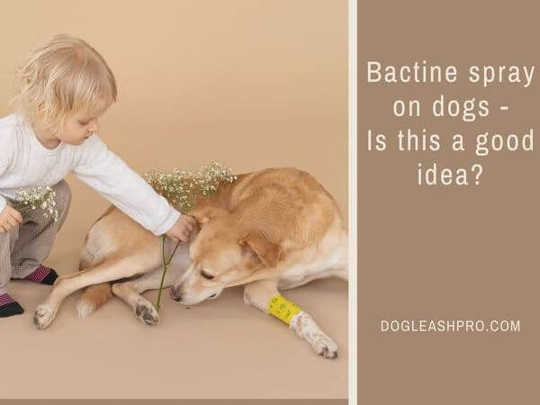 can you use bactine spray on dogs