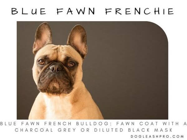 Blue Fawn Frenchton