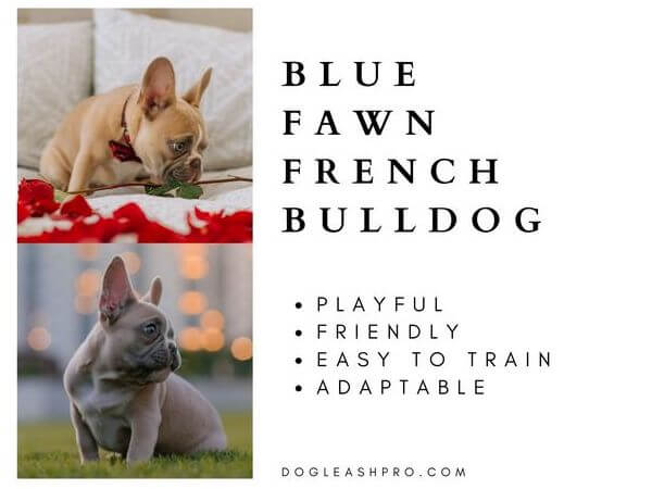French Bulldog puppies Blue Fawn