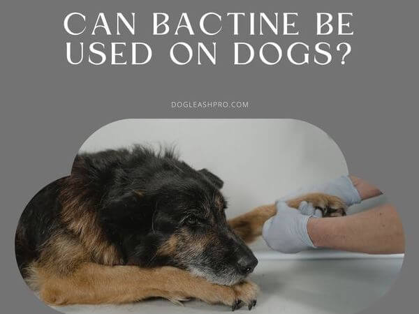 Can Bactine be used on dogs