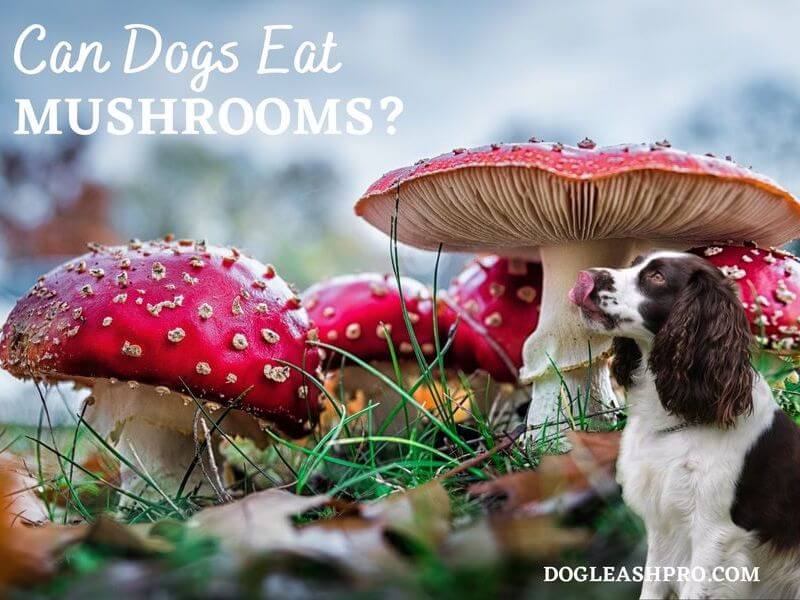 are dogs used to find mushrooms