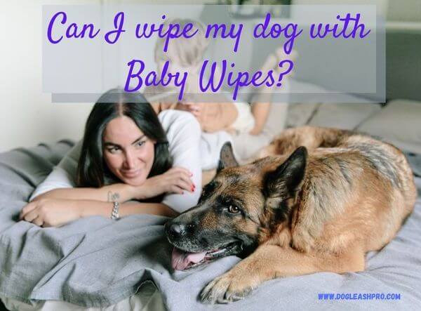 Baby Wipes for Dogs