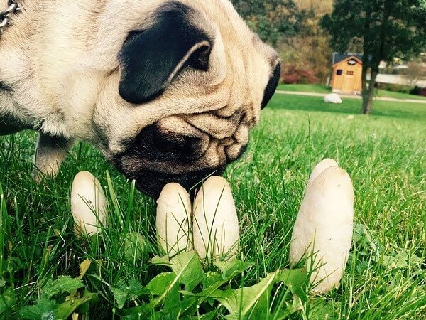 can dogs eat mushrooms and onions