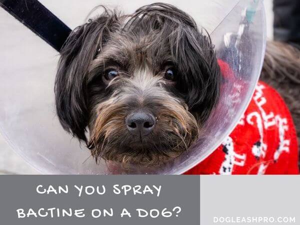 can you use bactine spray on dogs