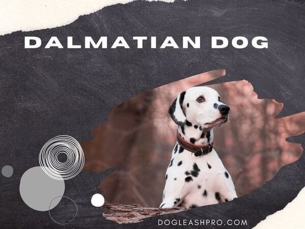 Pitbull Mix Dalmatian
