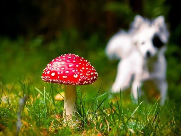 Dog ate Mushroom in yard