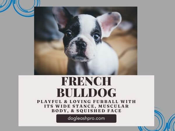 French Bulldog and Husky Mix