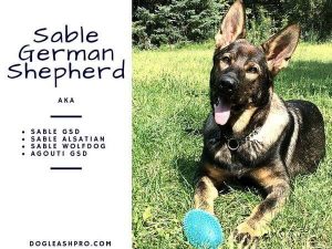 Sable German Shepherd: Complete Guide - Dog Leash Pro